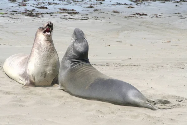 Due Giovani Femmine Foca Sulla Spiaggia — Foto Stock