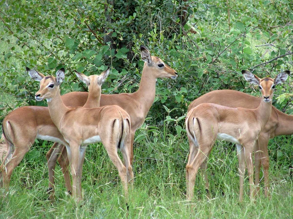 Scénický Pohled Faunu Flóru Savannah — Stock fotografie