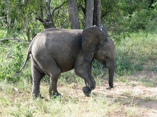 Szenische Ansicht Von Fauna Und Flora Der Savanne — Stockfoto