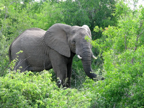 Landschappelijk Uitzicht Fauna Flora Van Savannah — Stockfoto