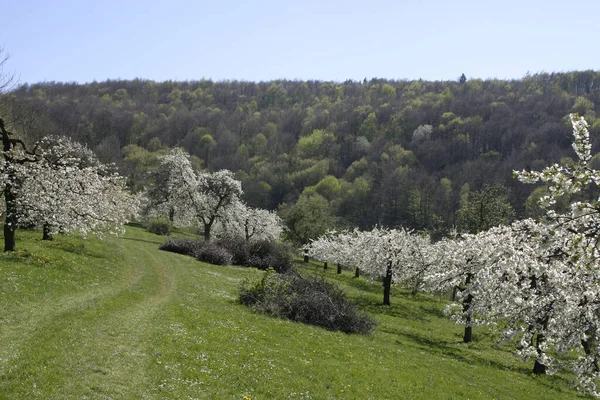 Obstbäume Frühling — Stockfoto