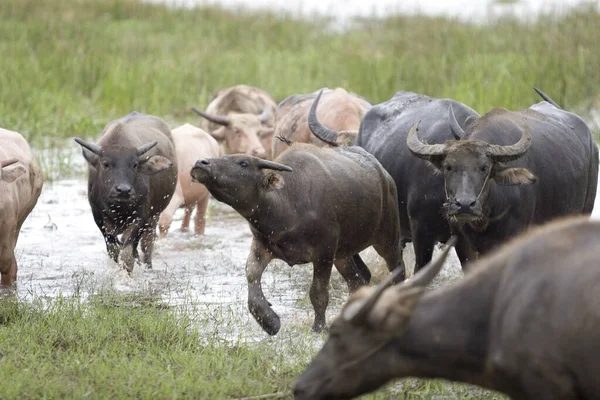 Buffalo Animales Herbívoros Vida Silvestre — Foto de Stock