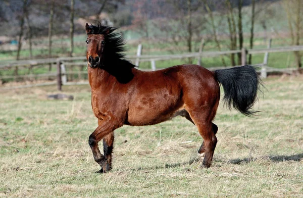 Utseende Att Säga När Jag Dök Upp Med Kameran Kopplingen — Stockfoto