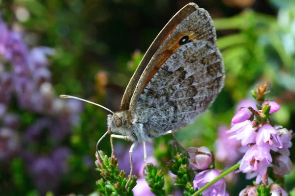 Gros Plan Bug Nature Sauvage — Photo