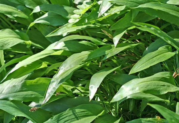 Ramsons Alho Selvagem Allium Ursinum — Fotografia de Stock