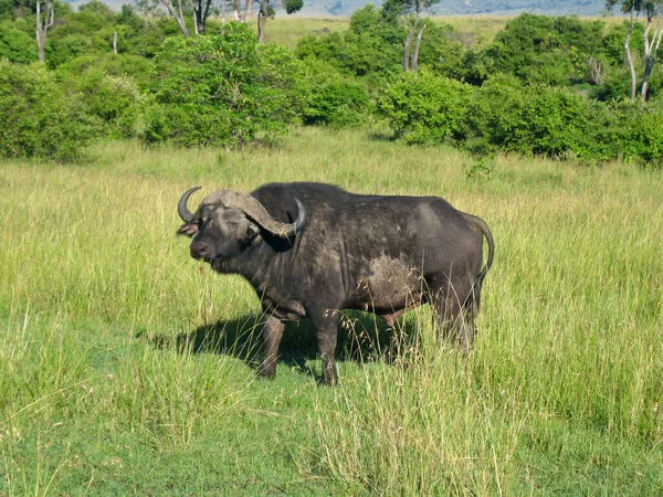 Buffels Herbivoren Wilde Dieren — Stockfoto