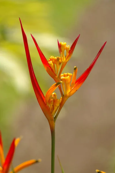 Цветок Лилии Сделанный Коста Рике Нибудь Знает Называется Лилия — стоковое фото