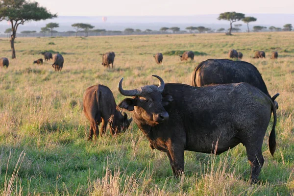 Búfalo Campo — Fotografia de Stock