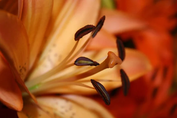 Makro Částí Lilie Květiny — Stock fotografie
