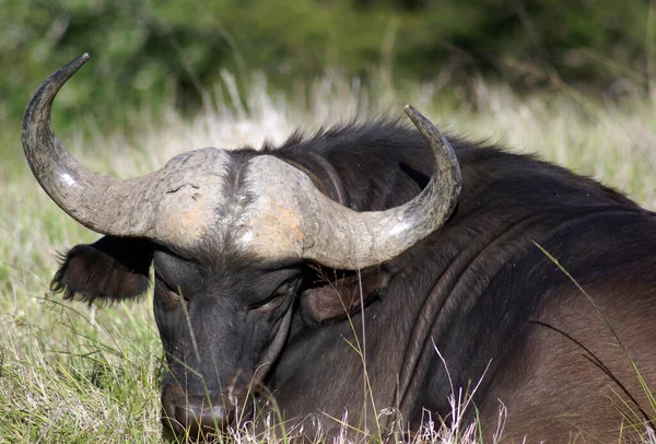 Deze Foto Genomen Tijdens Een Game Drive Het Prachtige Kariega — Stockfoto