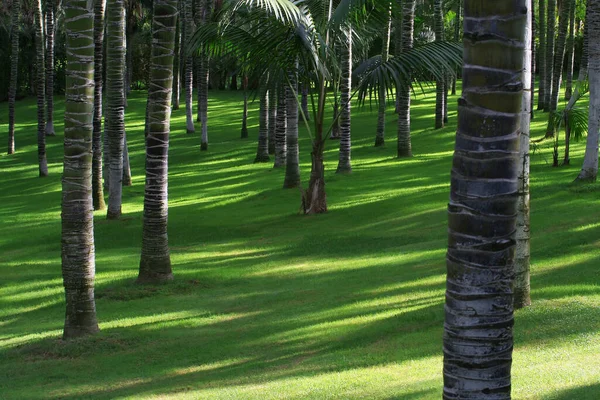 公园里的棕榈树 — 图库照片