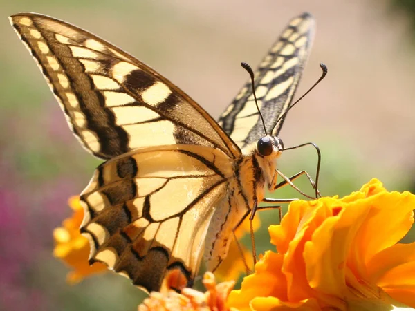 美丽的盘尾蝴蝶的特写 — 图库照片