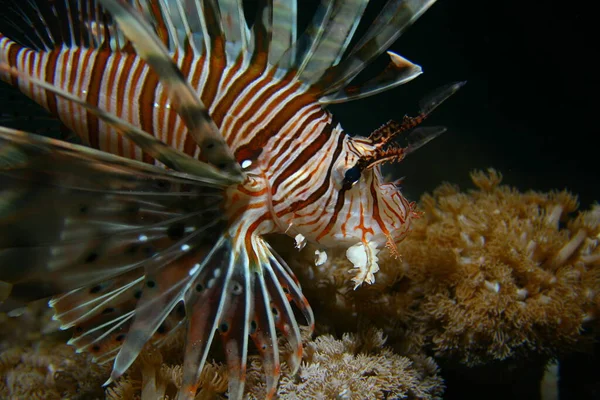 Szenischer Blick Auf Die Unterwasserwelt — Stockfoto