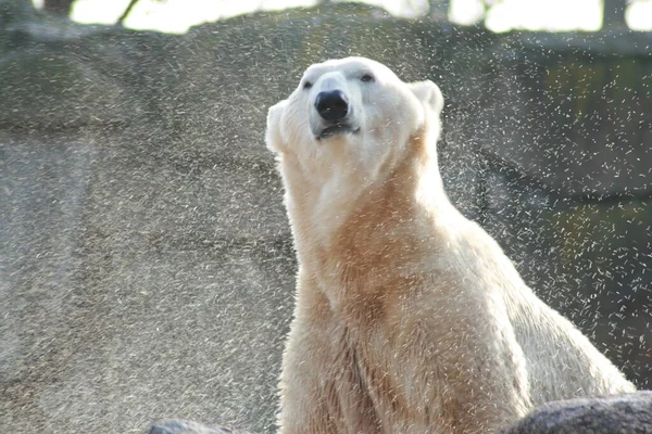 Белый Медведь Хищник — стоковое фото