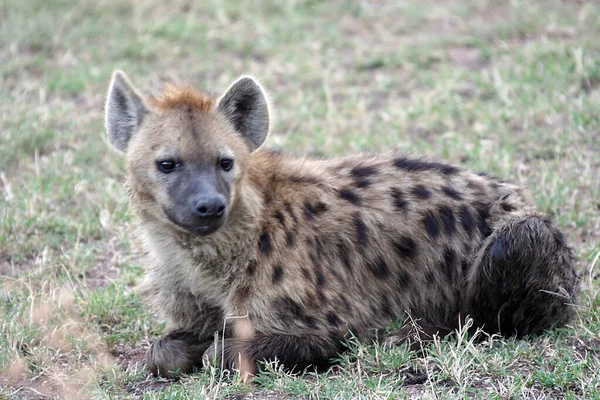 Hyäne Wilder Natur — Stockfoto