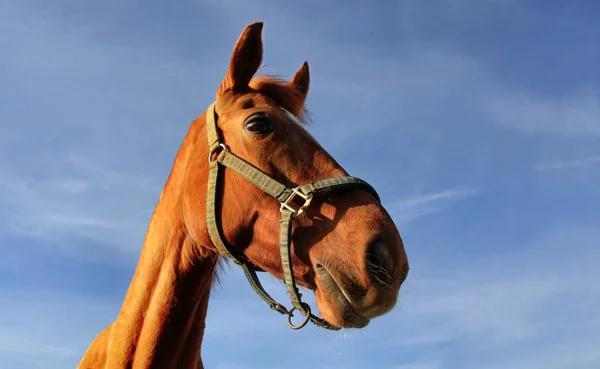 Retrato Cavalo Dia Sol — Fotografia de Stock