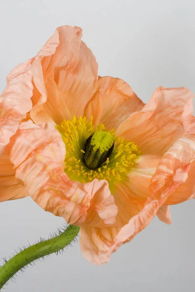 Vacker Botanisk Skott Naturliga Tapeter — Stockfoto