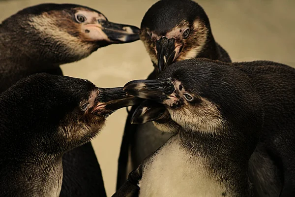 黑白企鹅 自然动物 — 图库照片