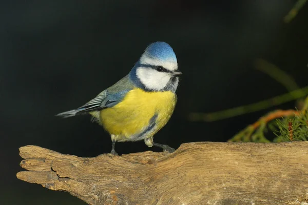 Aussichtsreiche Aussicht Auf Schöne Vögel Der Natur — Stockfoto