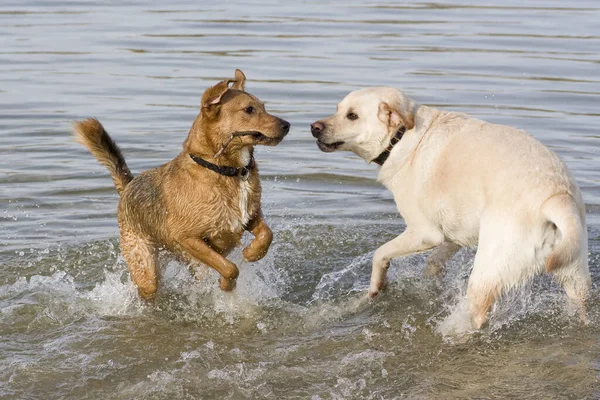 Golden Retriever Hund Leker Med Vatten Stranden — Stockfoto