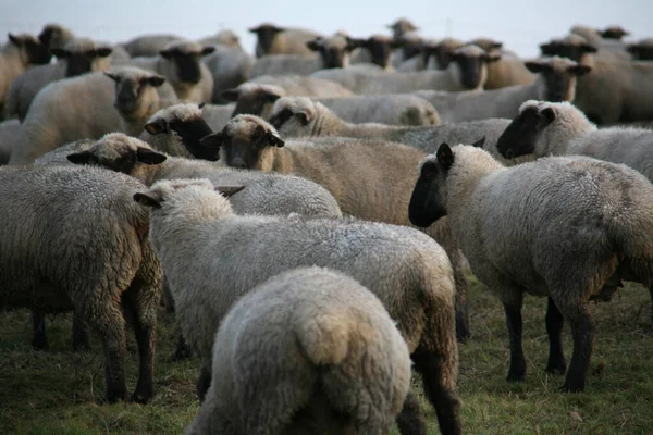 Rebaño Animales Granja Ganado —  Fotos de Stock