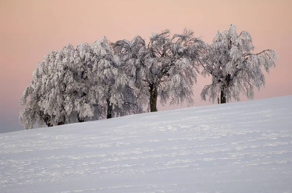 Δέντρα Στο Χιόνι — Φωτογραφία Αρχείου