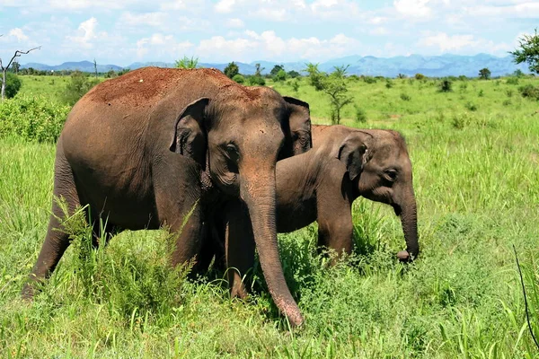 Тварини Слони — стокове фото