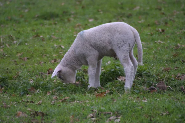 Lambs Meadow — Stock Photo, Image