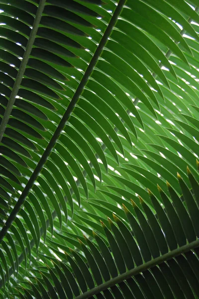 Close View Palm Leaf — Stock Photo, Image