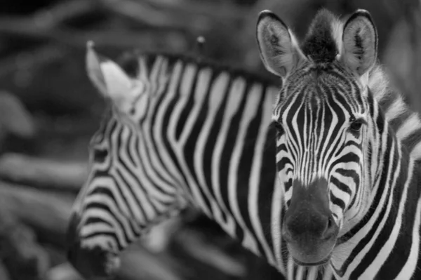 Detailní Záběr Zvířat Zoologické Zahradě — Stock fotografie