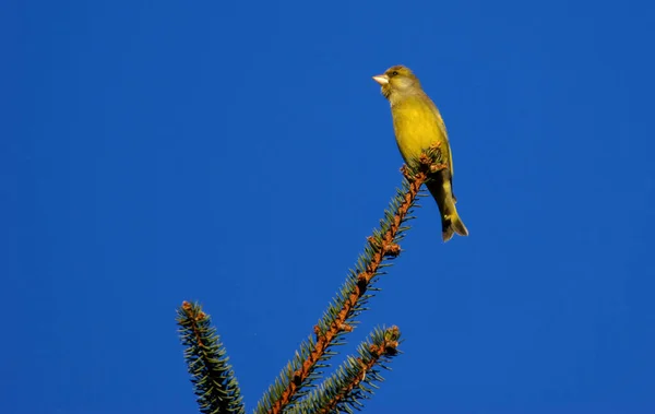 Aussichtsreiche Aussicht Auf Schöne Vögel Der Natur — Stockfoto