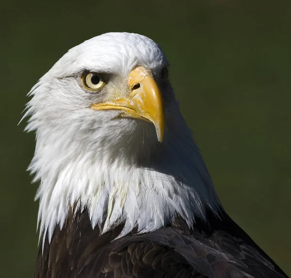 Scenic View Beautiful Bird Nature — Stock Photo, Image