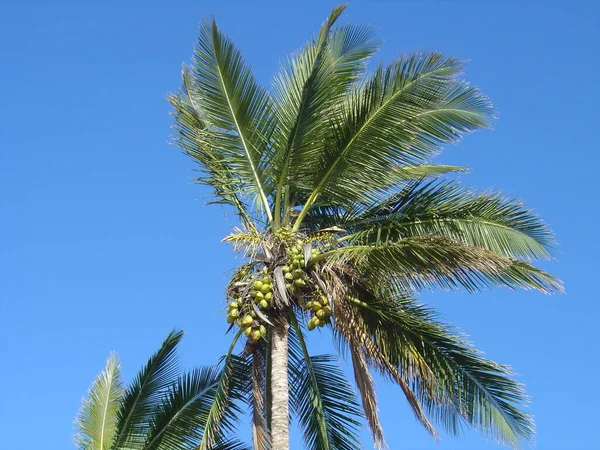 Dattelpalme Vor Blauem Himmel — Stockfoto