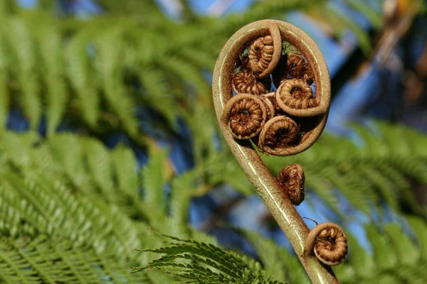 Eğreltiotu Yaprağı — Stok fotoğraf