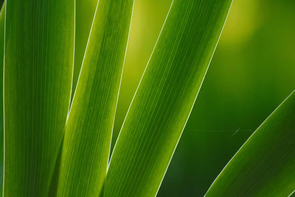 Close View Growing Plant — Stock Photo, Image