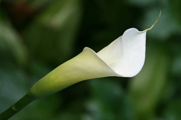 Exotische Calla Lelie Bloemen Bloemblaadjes Flora Plantkunde — Stockfoto