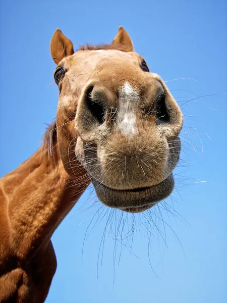 Olika Djur Selektivt Fokus — Stockfoto