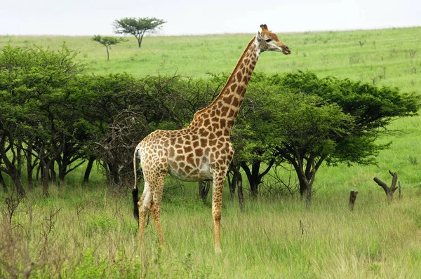 Žirafa Volně Žijící Zvířata Příroda Fauny — Stock fotografie