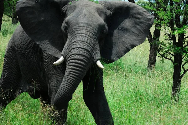 Elefantes Africanos Vida Silvestre —  Fotos de Stock