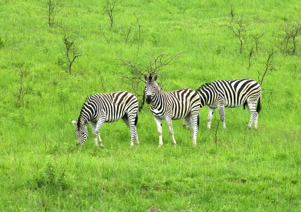 Zebra Sürüsü Vahşi Hayvanlar — Stok fotoğraf