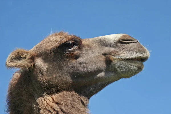 Kameel Dier Natuur Fauna — Stockfoto