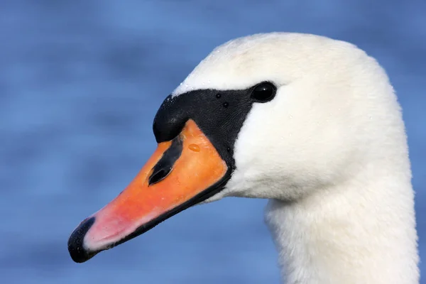 Festői Kilátás Fenséges Hattyú Természetben — Stock Fotó