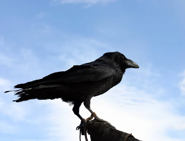 Vacker Utsikt Över Vacker Fågel Naturen — Stockfoto