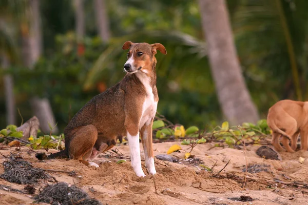 Vista Panorámica Lindo Cachorro Perro — Foto de Stock