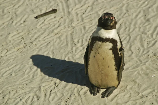 Sulla Spiaggia Dei Massi Vicino Simonstown Sud Africa Pinguini Degli — Foto Stock