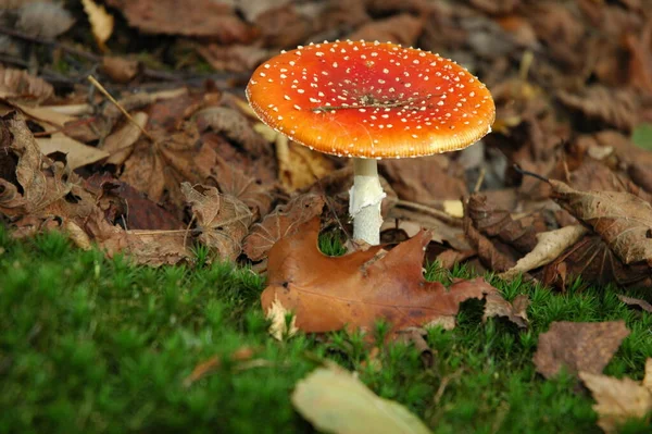 Vlieg Paddestoel Het Berkenbos — Stockfoto