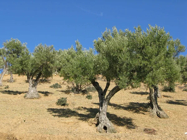 Banhos Azeitona Marrocos — Fotografia de Stock