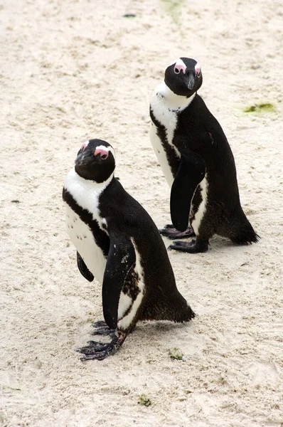 Pingüinos Blancos Negros Fauna Natural — Foto de Stock