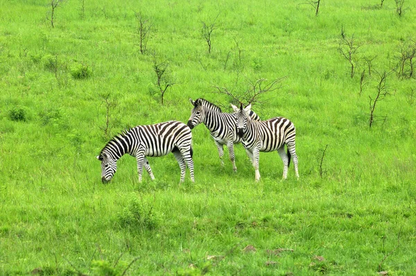 Cebras Africanas Animales Cebra Rayas Blancas Negras — Foto de Stock