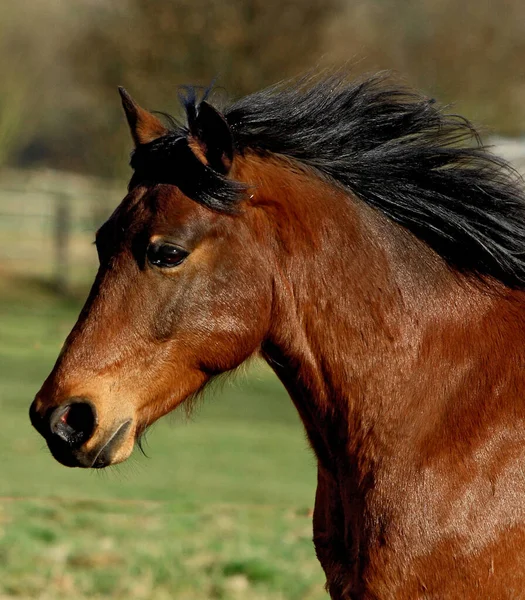 Hästar Utomhus Dagen — Stockfoto